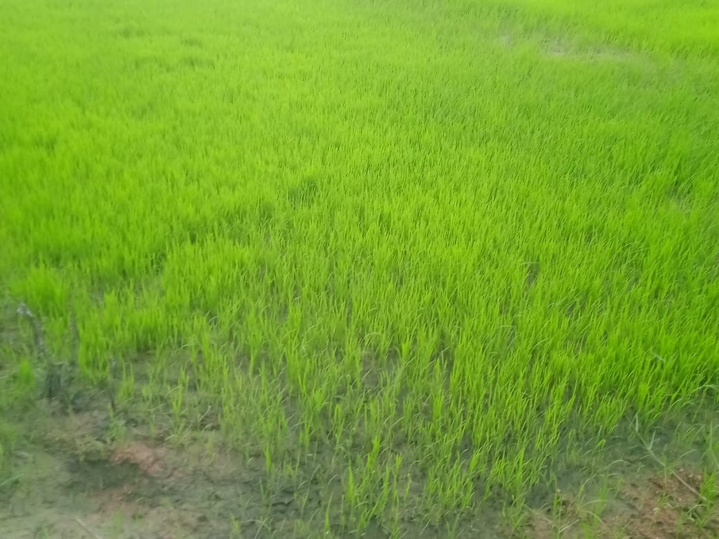 Farm Gallery
